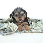 Puppy With Money