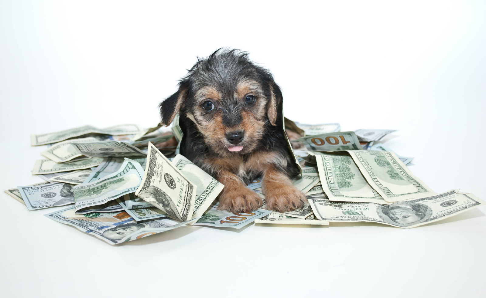 the-real-cost-of-pet-ownership-financial-helpers-financial-advice