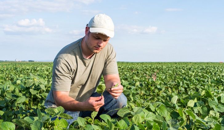 Soybean Farmers in Iowa Set to Lose Millions