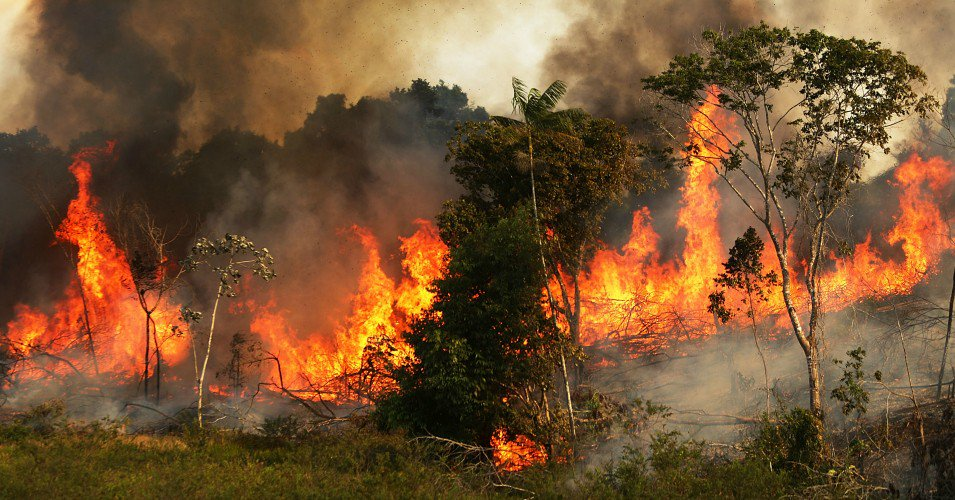 The Cost of the Amazon Wildfires