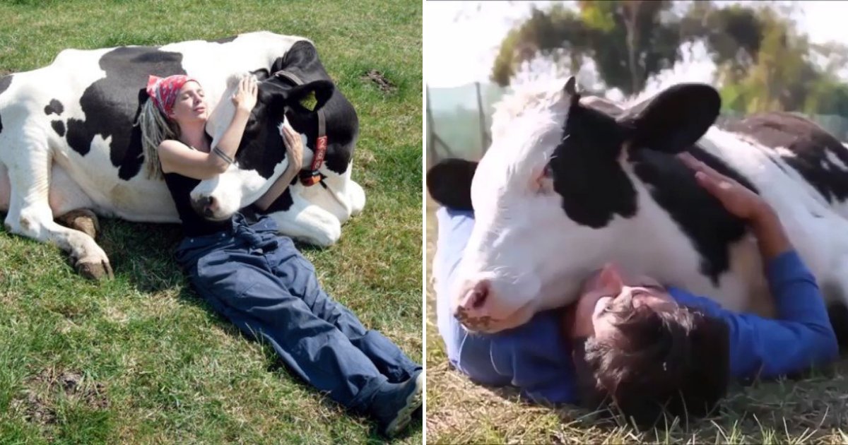 Cow Cuddling: A New Health Trend? You Can Try It for $300.